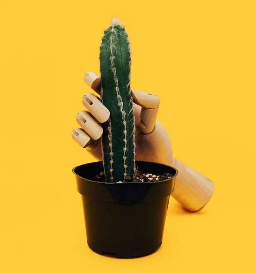 hand mannequin holding green cactus plant